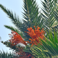 Cliff Date Seedling (Phoenix reclinata)