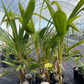 Coconut Palm Tree (Cocos nucifera)