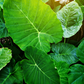 Taro 'Chinese Bun Long' (Colocasia esculenta)