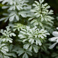 Rue (Ruta graveolens)