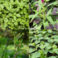 Summer Greens Bundle: Malabar Spinach, Molokhia, Longevity Spinach & Lagos Spinach