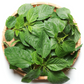 Summer Greens Bundle: Malabar Spinach, Molokhia, Longevity Spinach & Lagos Spinach
