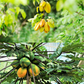 Fast Growing Fruit Tree Bundle: Star Fruit & Papaya