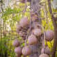 Cannonball Tree (Couroupita guianensis)