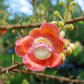 Cannonball Tree (Couroupita guianensis)
