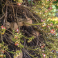Cannonball Tree (Couroupita guianensis)