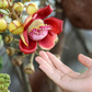 Cannonball Tree (Couroupita guianensis)