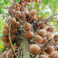 Cannonball Tree (Couroupita guianensis)