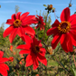 Cocoxochitl, Culinary Dahlia (Dahlia spp.)