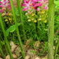 Turmeric, White (Curcuma zedoaria)