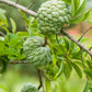 Sugar Apple 'Thai Lessard' (Annona squamosa L)