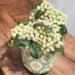 Frosted Green Berry Bouquet Bundle