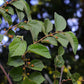Sherbert Berry (Grewia asiatica)