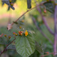 Sherbert Berry (Grewia asiatica)