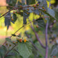 Sherbert Berry (Grewia asiatica)