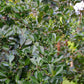 Guava, Strawberry (Psidium cattleianum)