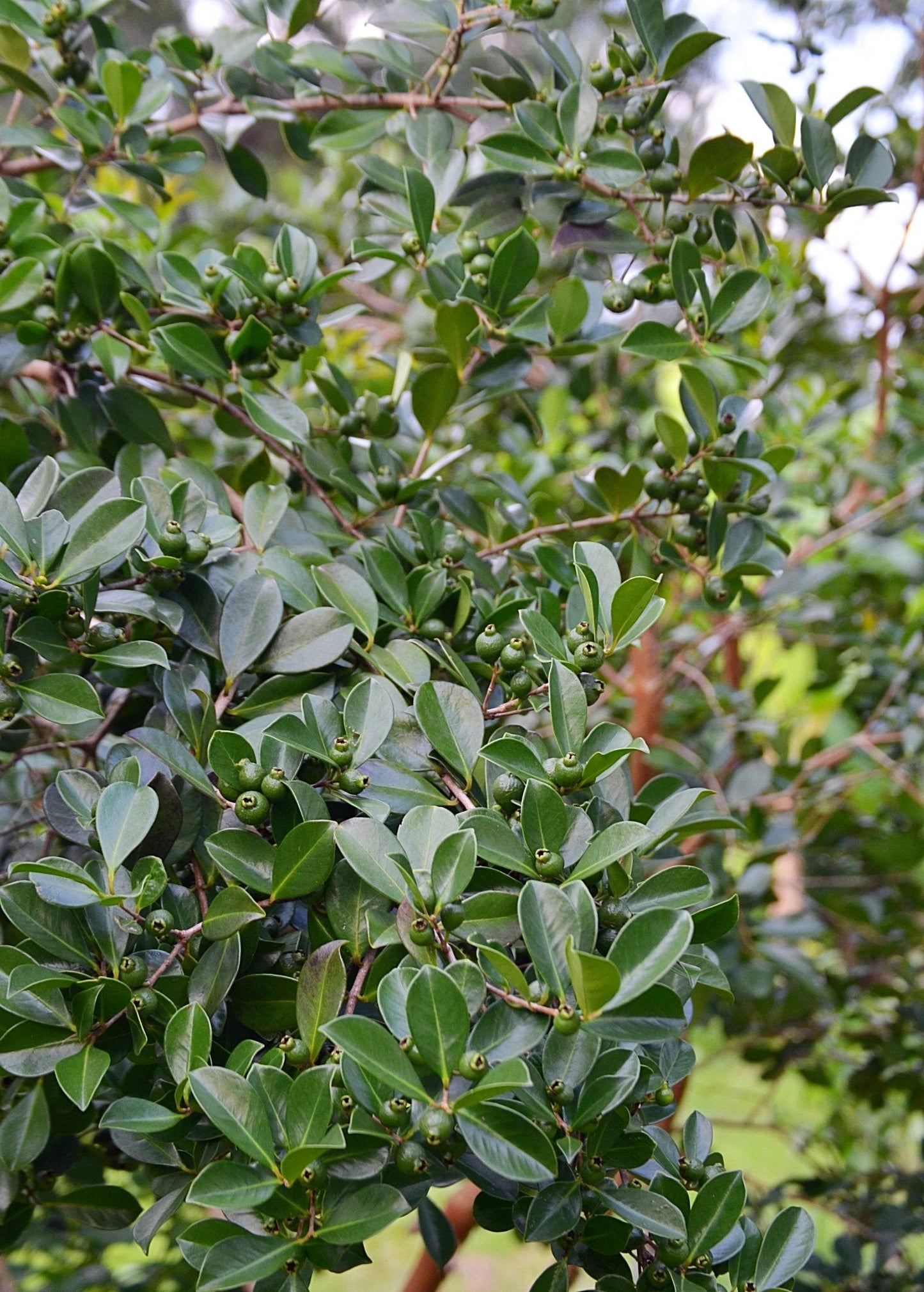 Guava, Strawberry (Psidium cattleianum)