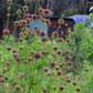 Klip Dagga (Leonotis nepetifolia)