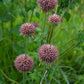 Klip Dagga (Leonotis nepetifolia)