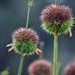 Klip Dagga (Leonotis nepetifolia)