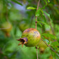 Pomegranate 'Vietnamese Pink' (Punica granatum)