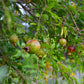 Pomegranate 'Vietnamese Pink' (Punica granatum)
