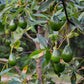 Avocado 'Brogdon' (Persia americana)