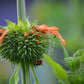 Klip Dagga (Leonotis nepetifolia)