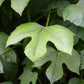 Chaya, Mexican Tree Spinach (Cnidoscolus aconitifolius)