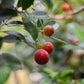 Guava, Strawberry (Psidium cattleianum)