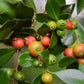 Guava, Strawberry (Psidium cattleianum)