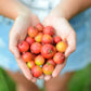 Guava, Strawberry (Psidium cattleianum)