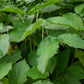 Hoja Santa (Piper auritum)