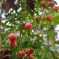 Flowering Maple (Abutilon pictum)