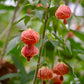 Flowering Maple (Abutilon pictum)