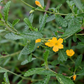 Damiana (Turnera diffusa)