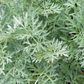 Davana (Artemisia pallens)
