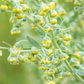 Davana (Artemisia pallens)