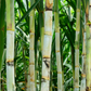Sugar Cane 'Don Cinco'