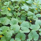 Dosakai (Cucumis melo var. chito)