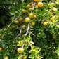 Kei Apple (Dovyalis caffra)