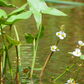 Duck Potato (Sagittaria latifolia)