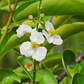 Duck Potato (Sagittaria latifolia)