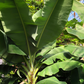 Banana 'Dwarf Cavendish' (Musa acuminata)