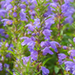 Moldavian Balm ‘Dragon Balm’ (Dracocephalum moldavica)