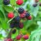 Blackberry 'Apache' (Rubus canadensis)