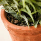 Faux Fern in Terracotta Pot