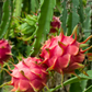 Dragon Fruit 'Edgar's Baby' (Hylocereus stenopterus x Hylocereus Guatemalensis)
