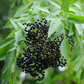 Elderberry, Florida Native (Sambucus canadensis)