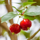 Surinam Cherry (Eugenia uniflora)